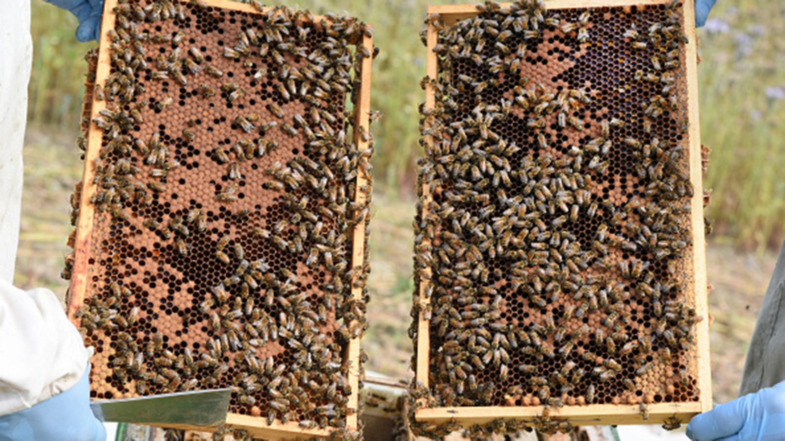 There will be honey': supporting Ukrainian beekeepers in a time of