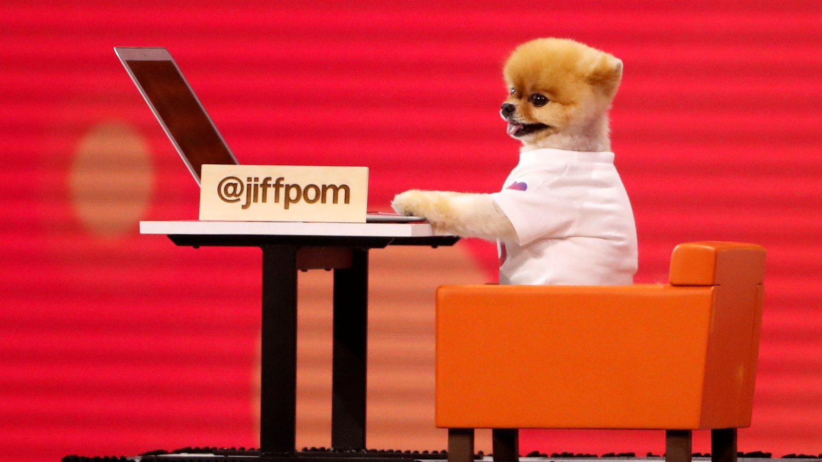 what type of dog is jiffpom