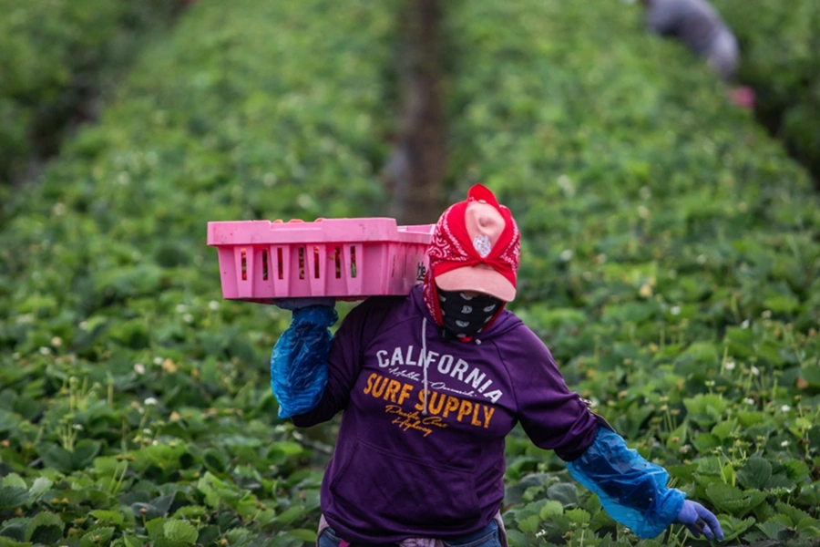 A farmworker works in a strawberry field on June 12, 2025, in Oxnard, California. Anti-immigration crackdowns ordered by US President Donald Trump has seen federal authorities target factories and work sites since June 6. Apu Gomes/AFP/Getty Images