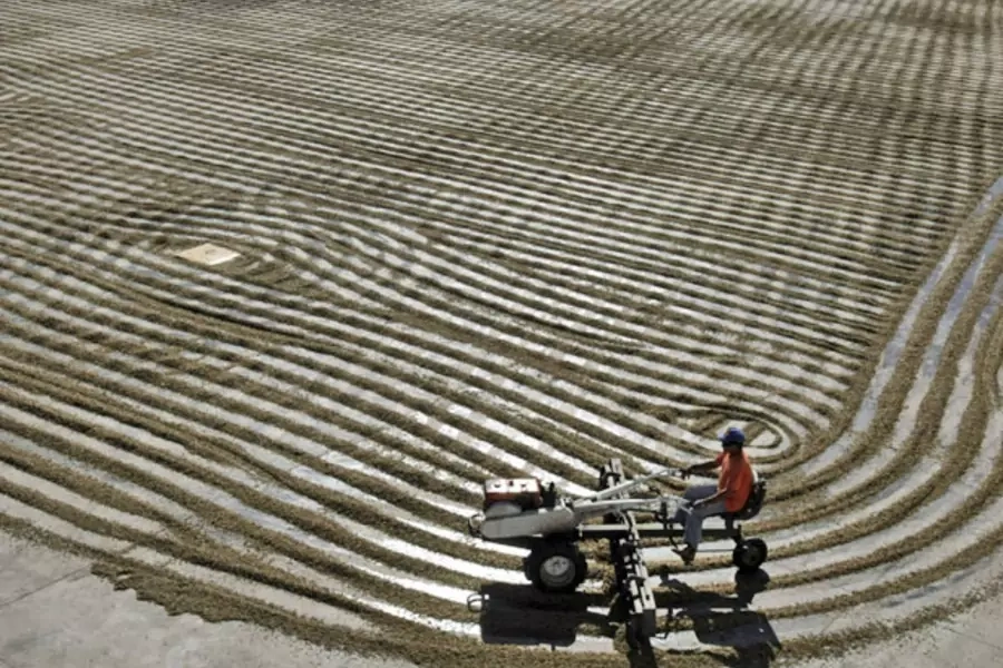 A worker dries arabica coffee beans at Conquista farm in Alfenas in the southern Brazilian city of Minas Gerais (Paulo Whitaker/Courtesy Reuters).