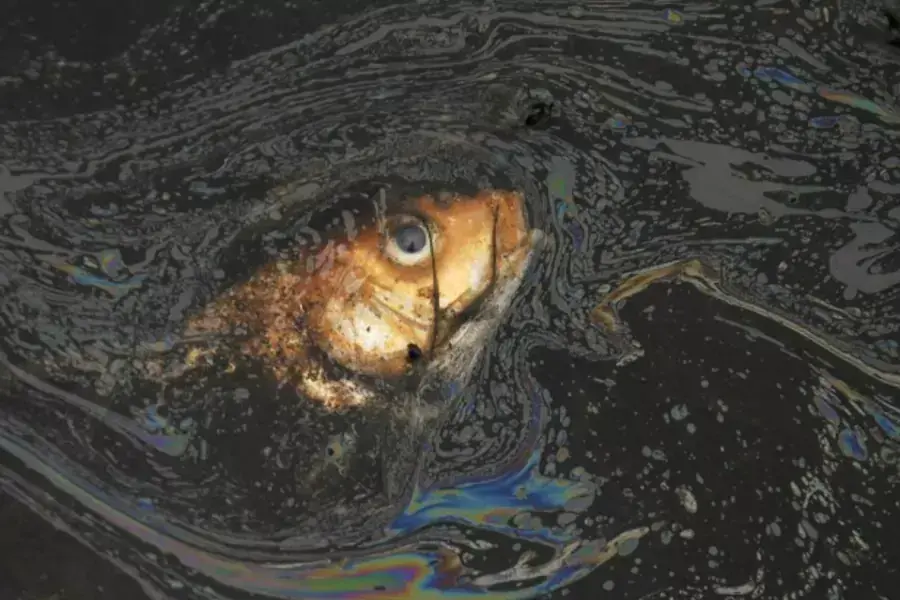 A dead fish is seen floating in a polluted river on the outskirts of Yingtan, Jiangxi province, on March 20, 2010.