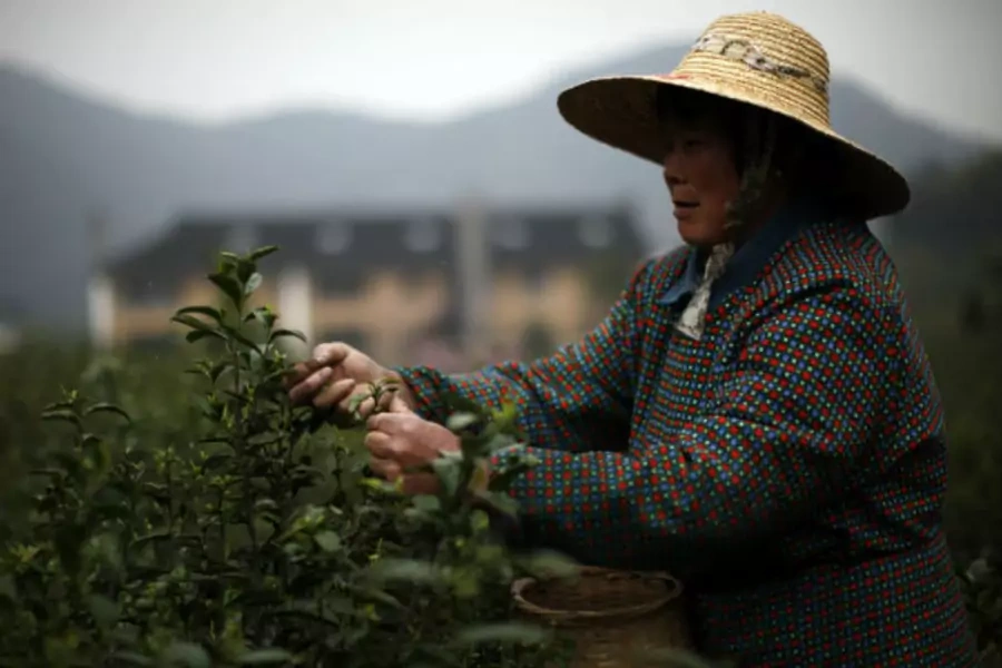 A woman picks tea leaves at a tea plantation in Moganshan, Zhejiang province on April 9, 2012 (Carlos Barria/Courtesy Reuters).