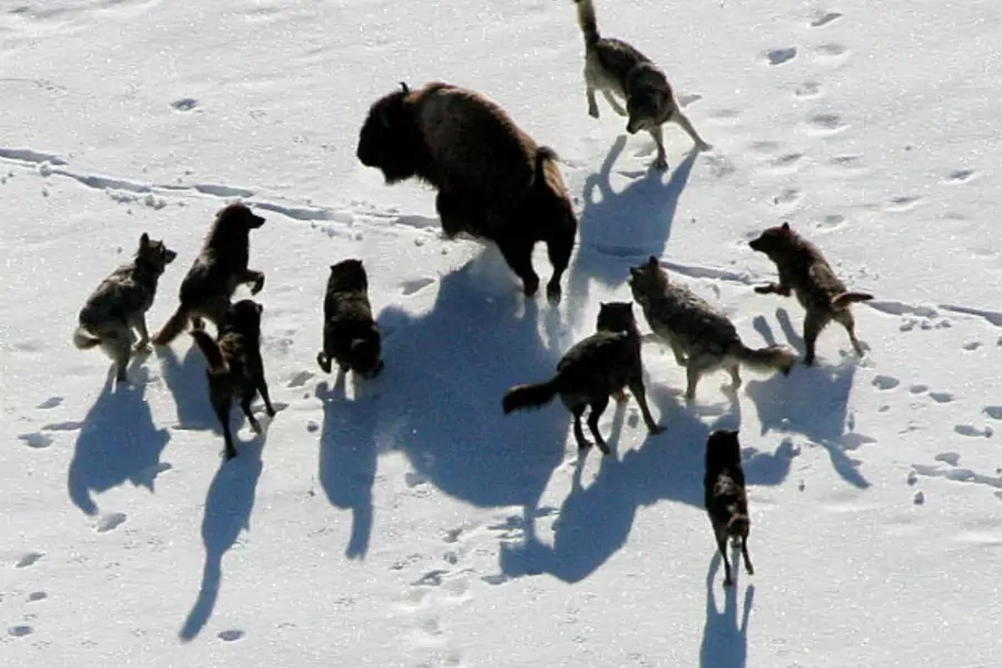 Gray wolves are seen nearing a Bison in Yellowstone National Park in this undated handout photograph released on February 21, 2008.