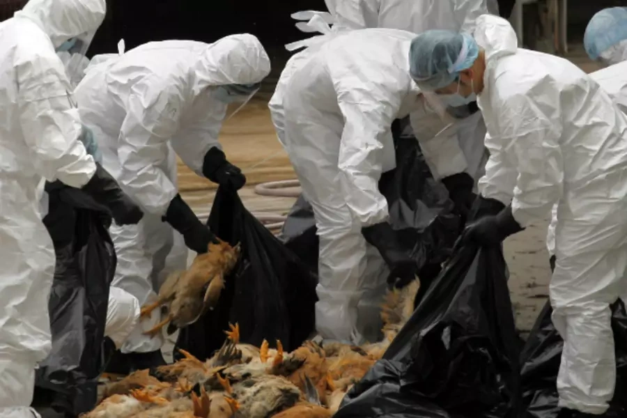 Health workers pack dead chicken at a wholesale poultry market in Hong Kong December 21, 2011.