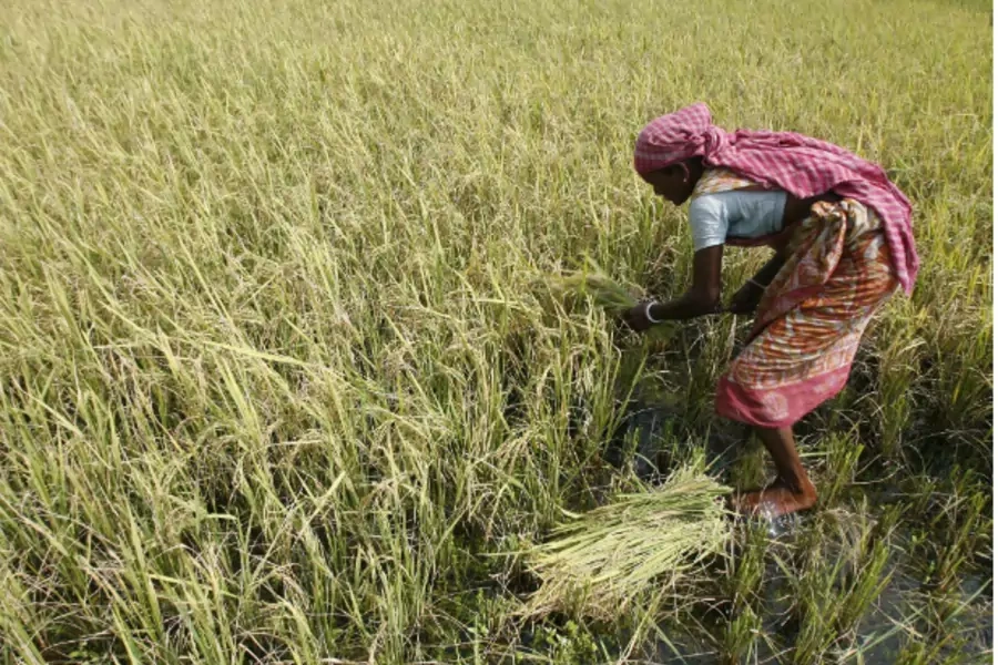 A farmer harvests a rice paddy crop on the outskirts of the eastern Indian city of Siliguri on June 7, 2009 (Rupak De Chowdhuri/Courtesy Reuters).