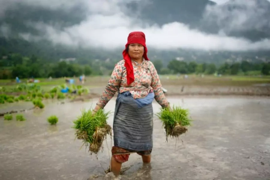 A woman farmer in Khokana, Nepal, June 2013 (Courtesy Reuters/Navesh Chitraka).