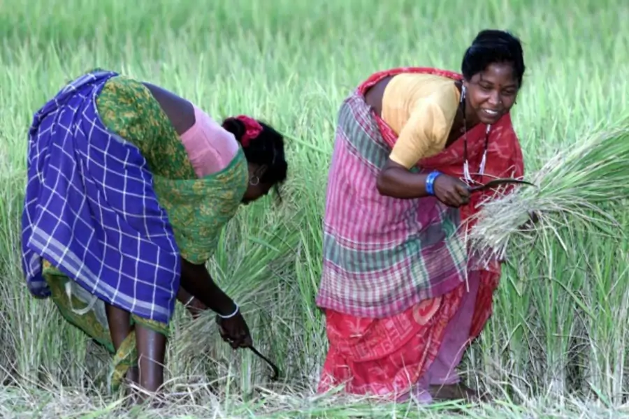 Women harvest paddy in Bhatar, West Bengal, India, 2001 (Courtesy Reuters).
