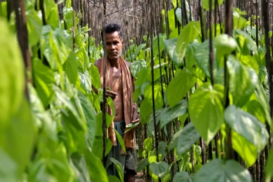 A farmer collects betel leaves near POSCO India's Odisha Project site in the eastern Indian state of Odisha, February 2013 (Courtesy Reuters).