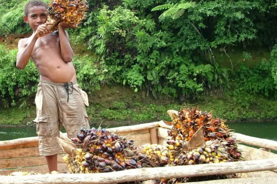Use of child labor in harvesting palm oil in Oro Province, Papua New Guinea, 2009 (Courtesy Accountability Counsel).