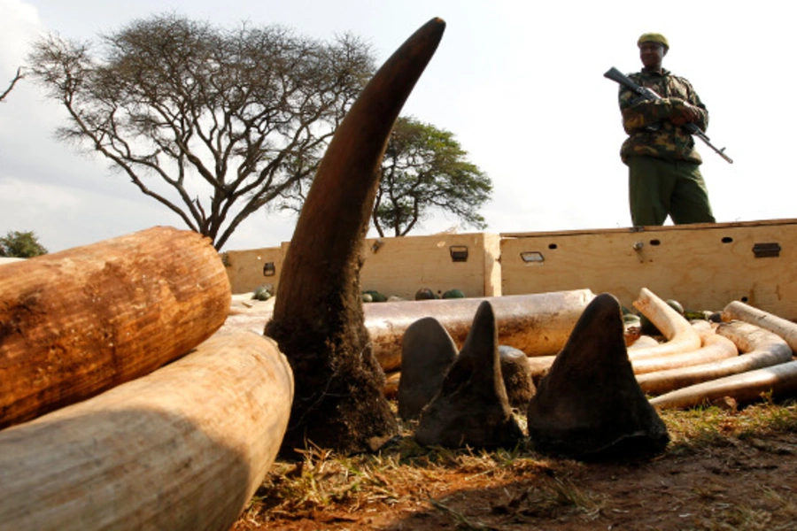 Tracking The Traffickers: Understanding The Illegal Wildlife Trade ...