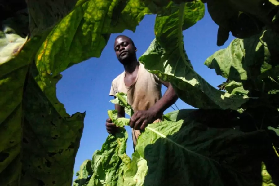 A farmer harvests tobacco in Harare, Zimbabwe, January 2014 (Courtesy Reuters/Philimon Bulawayo).