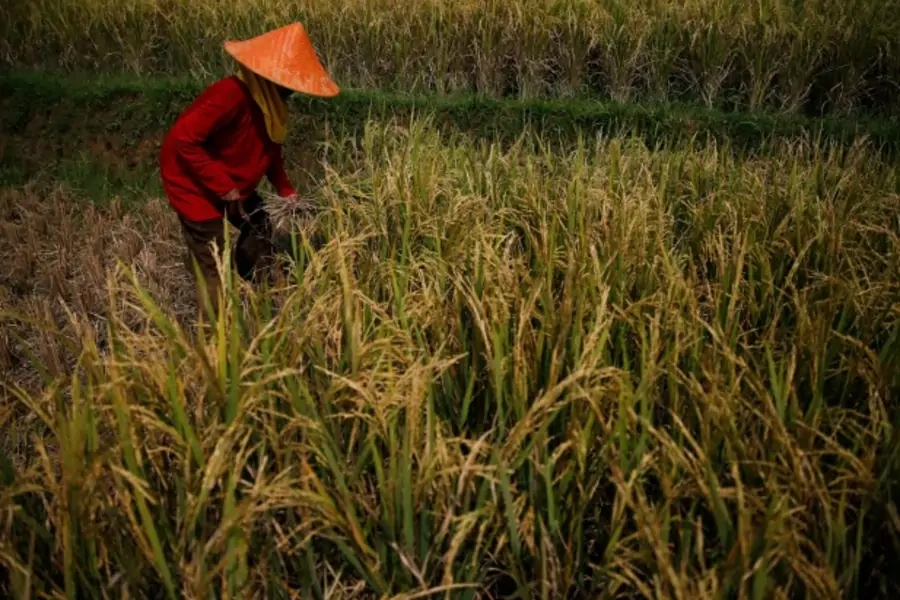A farmer collects rice during harvest time at a paddy field in Padalarang, Indonesia's West Java province, May 2014 (Courtesy Reuters/Beawiharta).