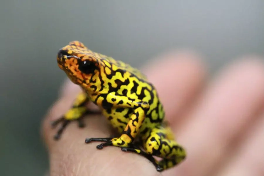 An endangered poison frog (Oophaga histrionica) is pictured at the Santa Fe Zoo in Medellín, Colombia, in January 2013.