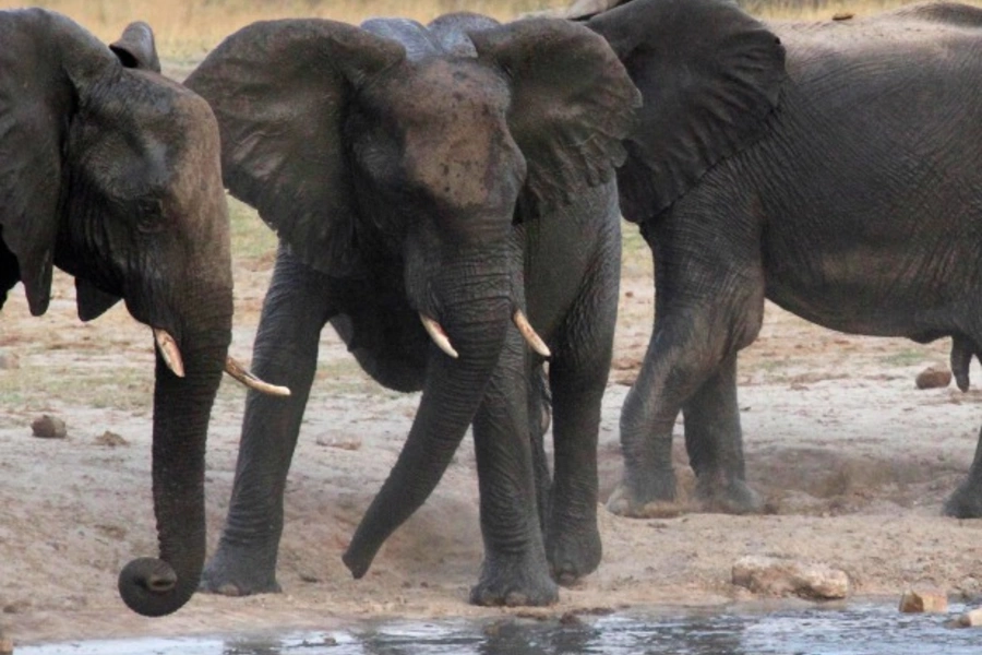 A herd of elephants confronts a hippopotamus at a watering hole in Hwange National Park October 14, 2014. The watering hole wa...ding to Zimbabwean authorities. Picture taken October 14, 2014. REUTERS/Philimon Bulawayo (ZIMBABWE - Tags: ANIMALS CRIME LAW)