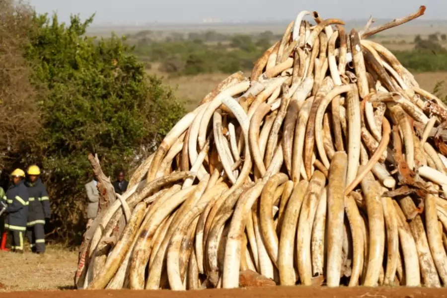 A pile of 15 tonnes of ivory confiscated from smugglers and poachers is arranged before being burnt to mark World Wildlife Day at the Nairobi National Park March 3, 2015. (Thomas Mukoya/Reuters)