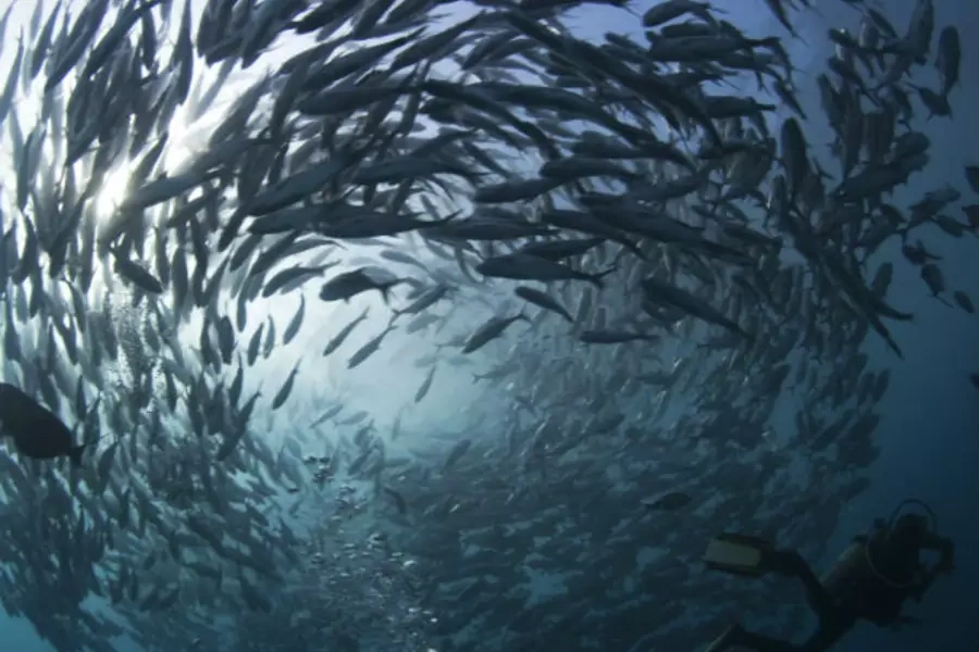 A scuba diver swims near a school of swirling jacks off the coast of Bali, Indonesia, in May 2011.