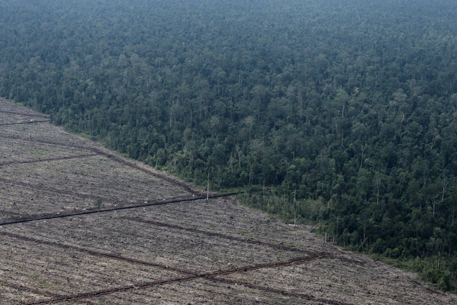 Jennifer Harris: Don't Underestimate the Importance of Forests in Paris