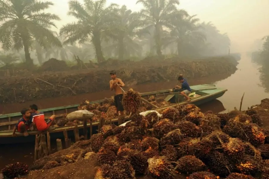 A worker unloads palm fruit at a palm oil plantation in Peat Jaya, Jambi province on the Indonesian island of Sumatra September 15, 2015 in this photo taken by Antara Foto. September 15, 2015 (Reuters/Wahyu Putro A/Antara Foto).