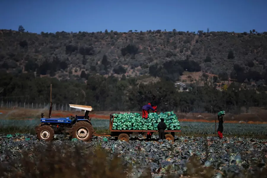 Farm workers harvest cabbages at a farm in Eikenhof, south of Johannesburg, South Africa, June 8, 2017. When the ANC took power in 1994, whites owned 87 percent of all land while only making up 10 percent of the population.