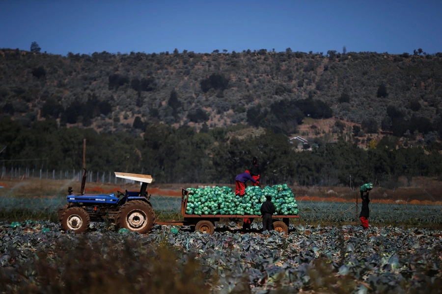 Farm workers harvest cabbages at a farm in Eikenhof, south of Johannesburg, South Africa, June 8, 2017. When the ANC took power in 1994, whites owned 87 percent of all land while only making up 10 percent of the population.