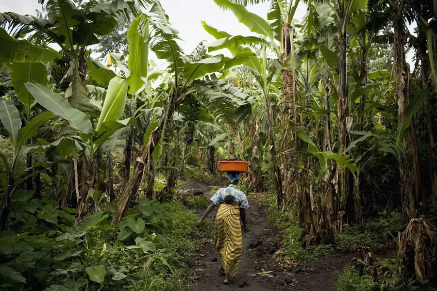 A Congolese woman carries a baby as she walks through a banana plantation near Rangira, a town affected by fighting between government forces and rebels. Sexual violence has plagued the decades-long conflict, particularly in the country's East. 