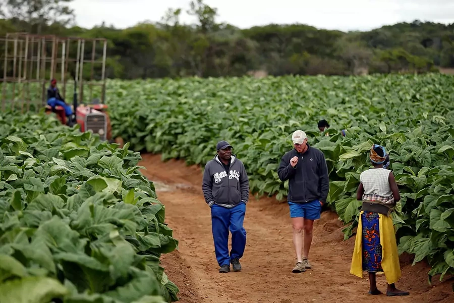 Farm workers chat during the harvesting of tobacco at Dormervale farm east of Harare, Zimbabwe, November 28, 2017. 