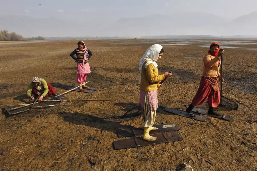 Women walk over marshy land to collect water chestnuts from the waters of Wular Lake at Bandipora, about 65 km (40 miles) north of Srinagar, India, November 5, 2012