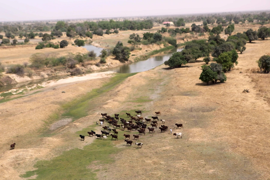 Cattle run as a helicopter flies overhead along the Komadougou Yobe river which separates Niger and Nigeria, outside Damasak March 24, 2015.
