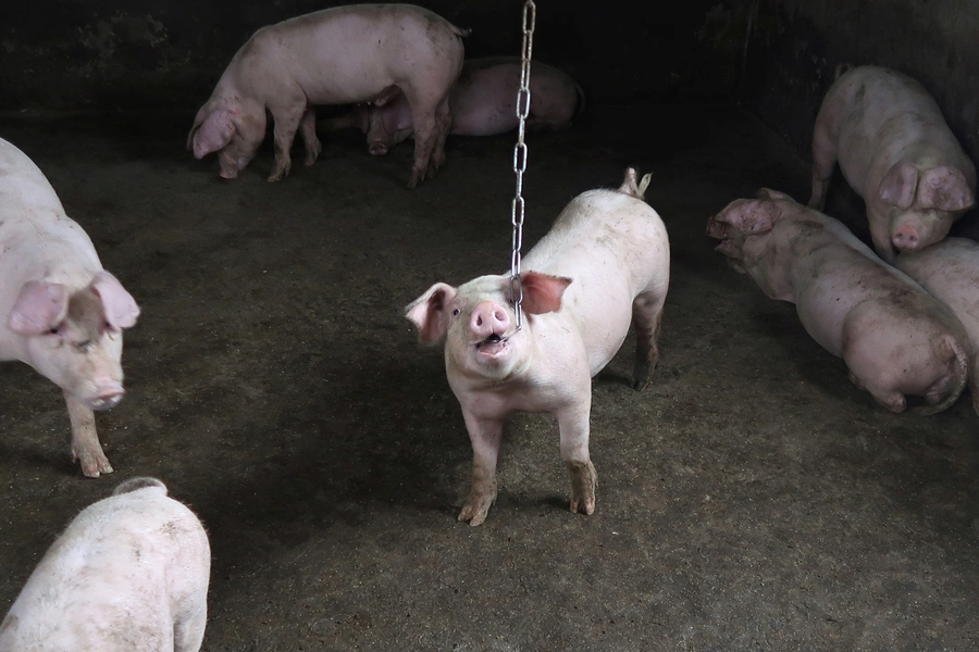 Pigs are seen at a backyard farm on the outskirts of Harbin, Heilongjiang province, China September 5, 2018. Picture taken September 5, 2018.