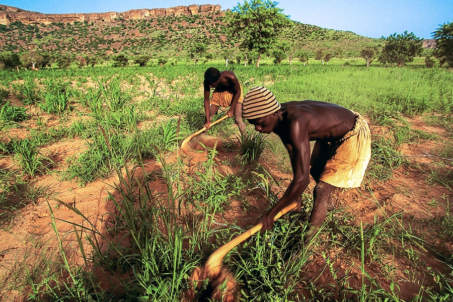  Dogon farmers hoeing a field, with the Bandiagara Escarpment in the background, Mali, on March 5, 2016.