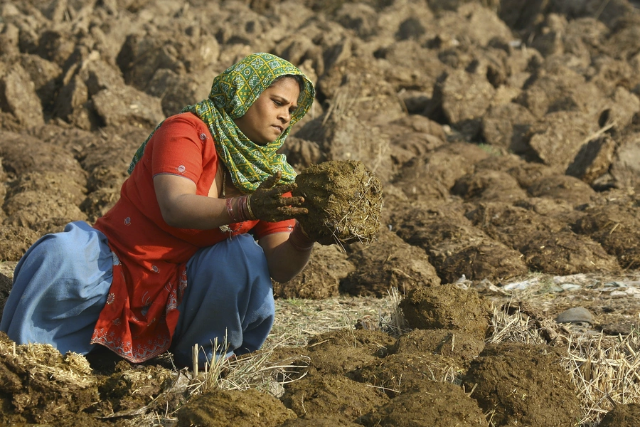 A villager makes cow dung cakes used as cooking fuel at Maloya village on the outskirts of the northern Indian city of Chandigarh January 31, 2011. 