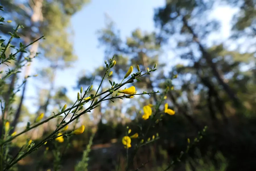 Flowers in the Landes forest near Le Pyla, France, on March 21, 2019. 