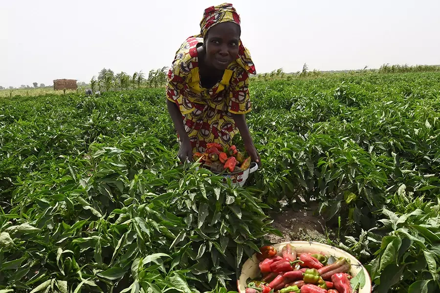 A woman carries a bowl of peppers harvested from Food and Agriculture Organisation (FAO)-supported farms at Jere community, 11 km from Maiduguri, in Borno state, northeast Nigeria, on April 6, 2017.