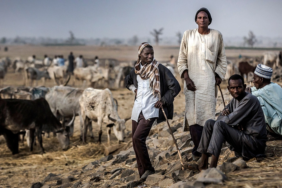 Cattle herders gather with their livestock on the outskirts of a cattle market in Ngurore, Adamawa State, Nigeria, on February 20, 2019.