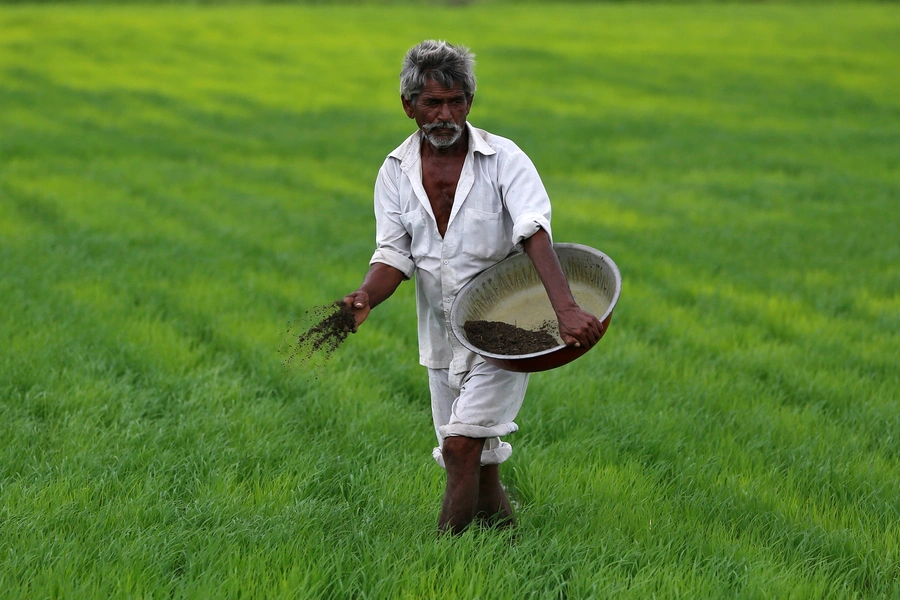 A farmer spreads fertizer mixed with potash in his paddy field on the outskirts of Ahmedabad, India, July 13. 2017. Picture taken July 13. 2017.