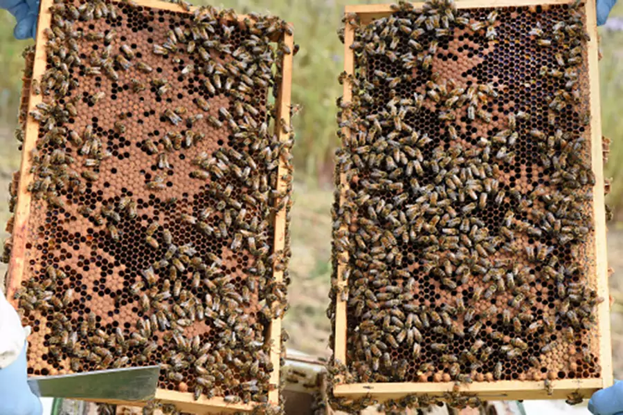 The director general of the Nigerian Export Promotion Council said that honey and other beehive products in Nigeria could generate $10 billion from local and international trade.