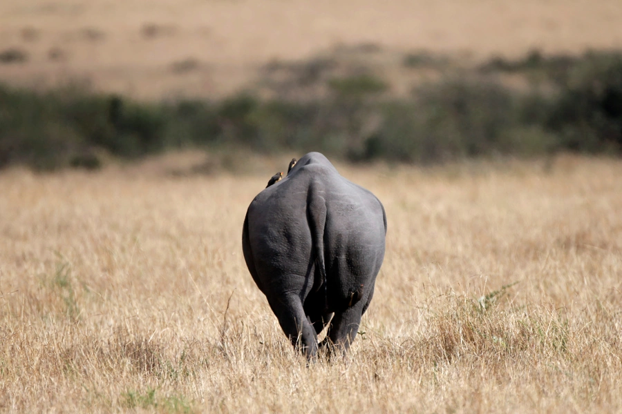 A black rhino walks in Maasai Mara National Reserve, Kenya, on September 17, 2016.