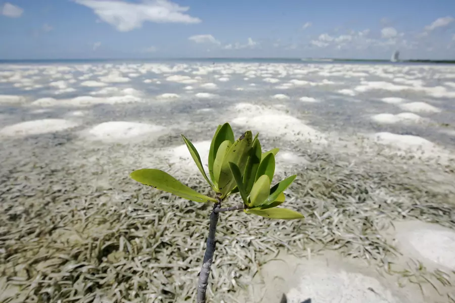 A mangrove plant grows on a shore in Cancun. In the 40 years since Cancun was founded, countless acres of mangrove forests have been lost. Now many scientists say that mangrove forests can help slow climate change, and are desperate to save them.