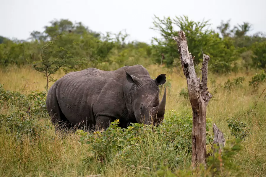 A Rhino is seen at a game reserve adjacent to the world-renowned Kruger National Park in Mpumalanga province, South Africa, April 11, 2019. More than half of the recent poachings have occurred in Kruger.