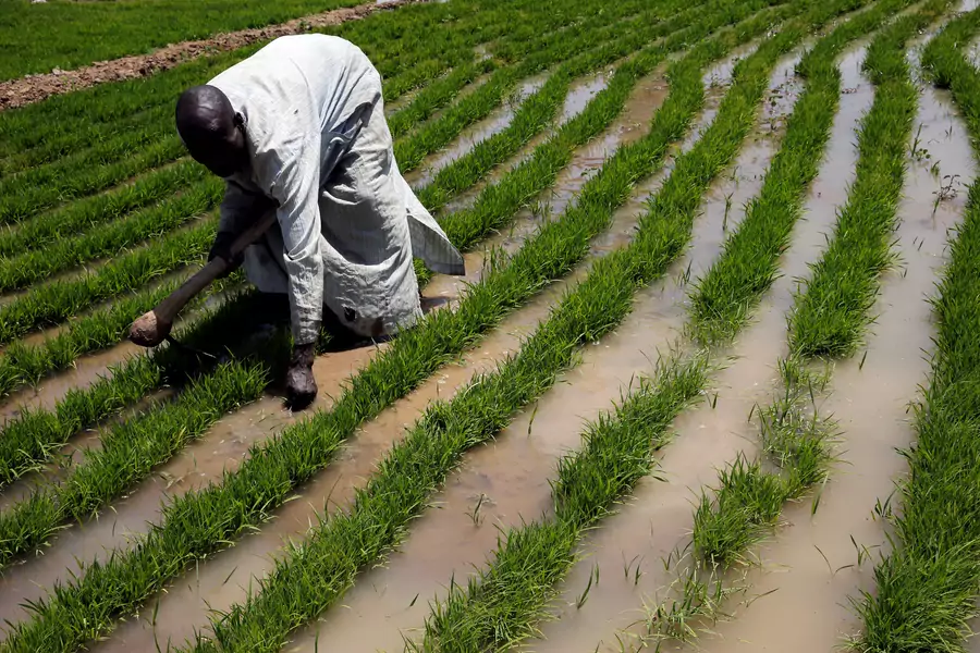A farmer works with rice sprouts on a farm in Dabua, Bauchi, Nigeria, on March 2, 2017.