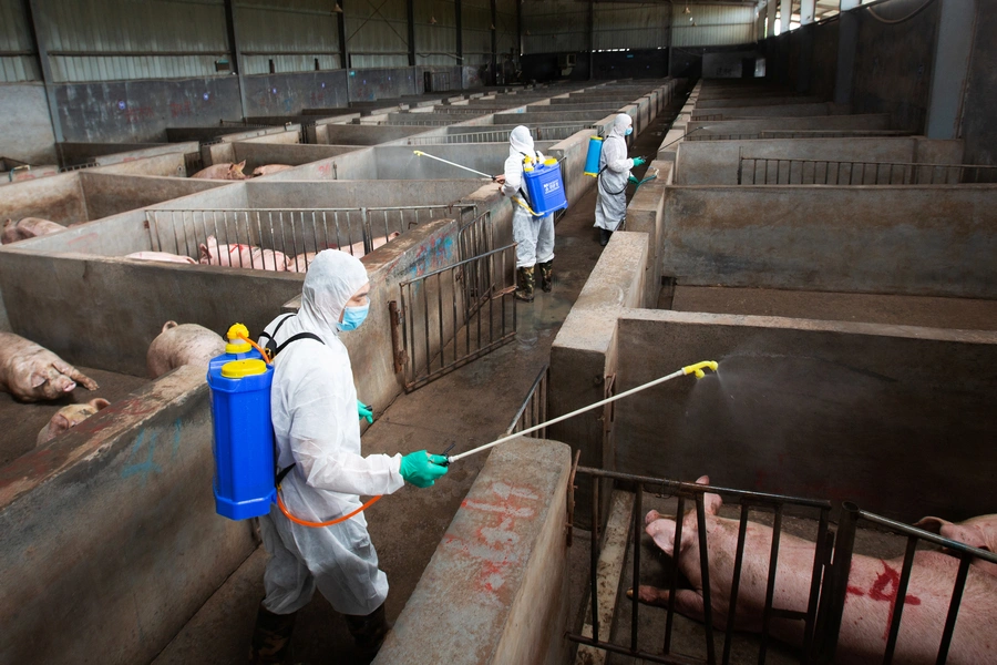 Local husbandry and veterinary bureau workers in protective suits disinfect a pig farm as a prevention measure for African swine fever, in Jinhua, Zhejiang province, China August 22, 2018.