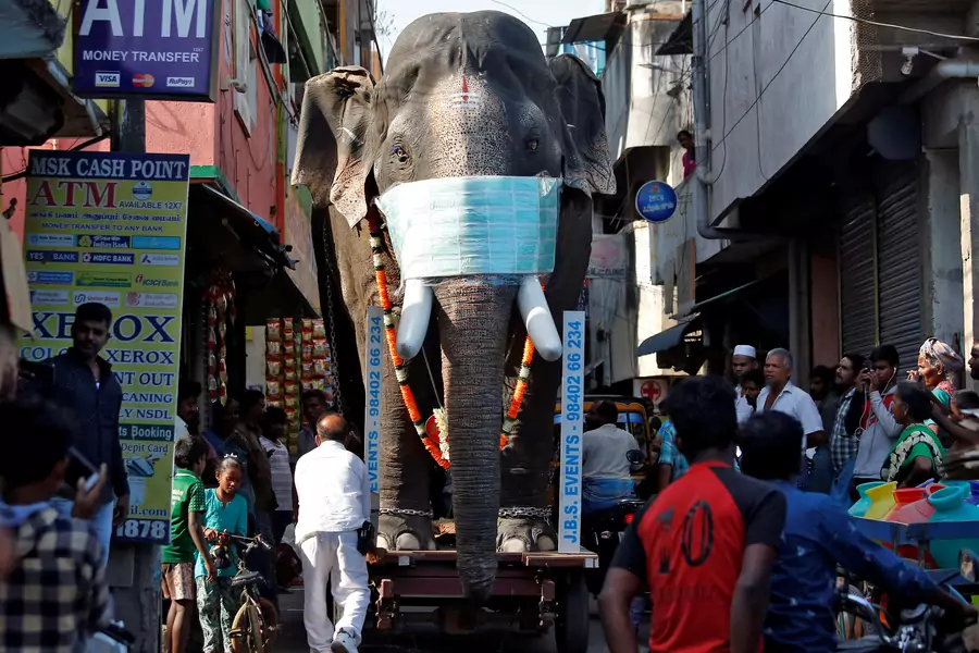 In Chennai, India, health officials roll a well-protected elephant through the streets to raise awareness about coronavirus.