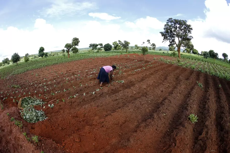Malawian subsistence farmer Rozaria Hamiton plants sweet potatoes near the capital Lilongwe, Malawi, on February 1, 2016.