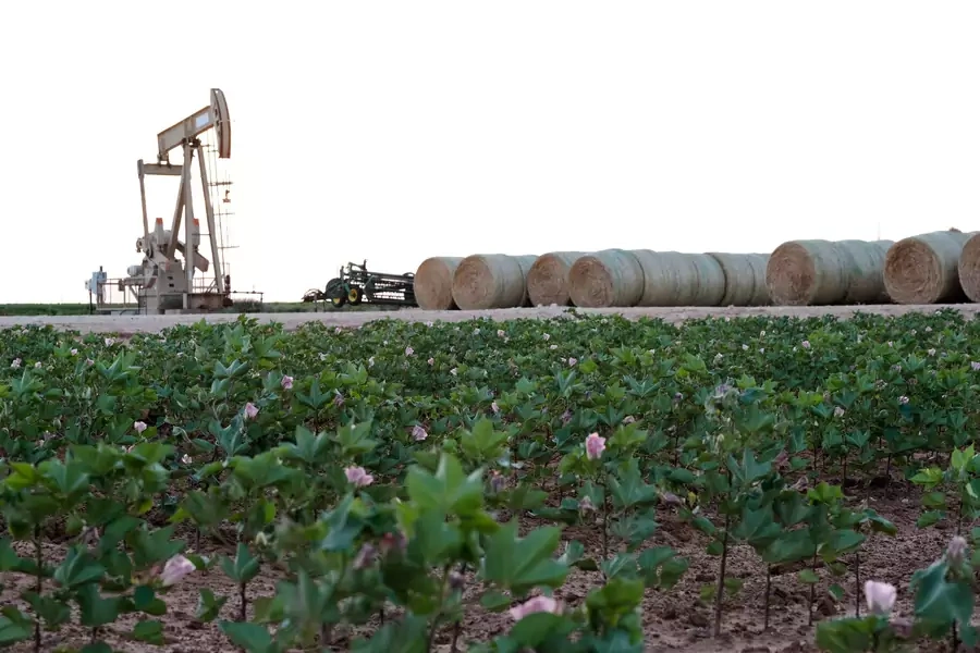 Oil pump jacks work at sunset near Midland, Texas, U.S. August 21, 2019. Picture taken August 21, 2019.