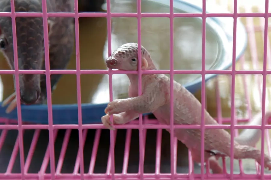 A newborn baby pangolin climbs the walls of a cage during a news conference at Thai customs in Bangkok on April 20, 2011. 