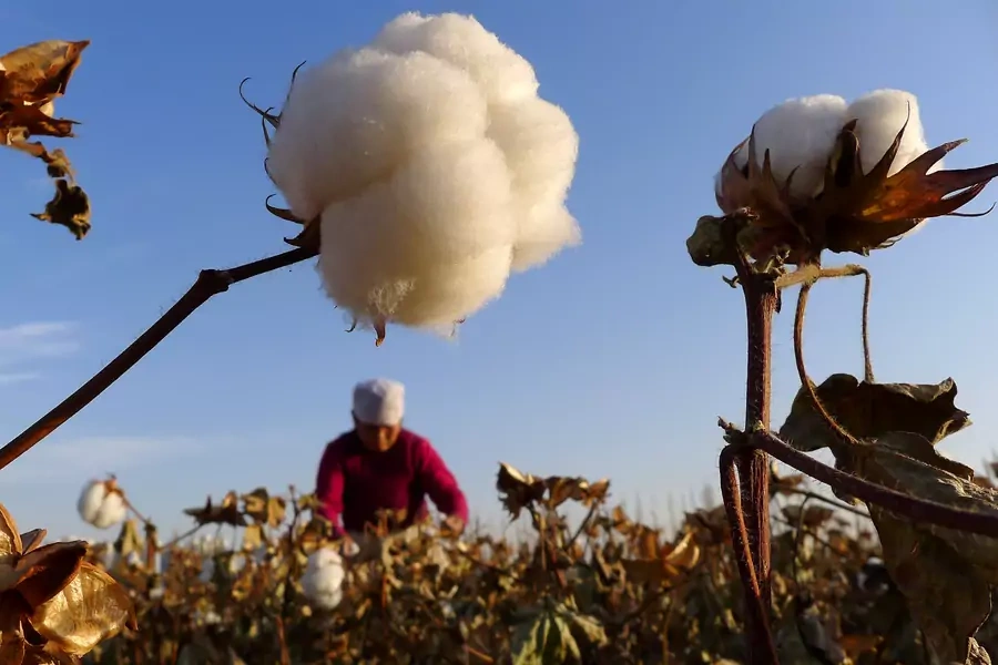 A farmer picks cotton in China's Xinjiang region.