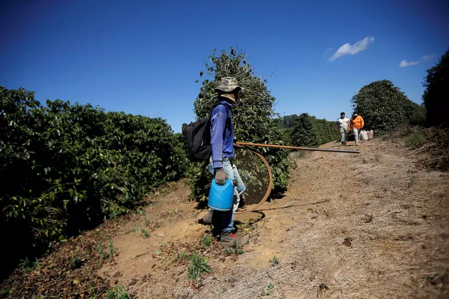 A coffee farmworker is shown during a state inspection to detect potential cases of modern slavery in Campos Altos, Brazil.  