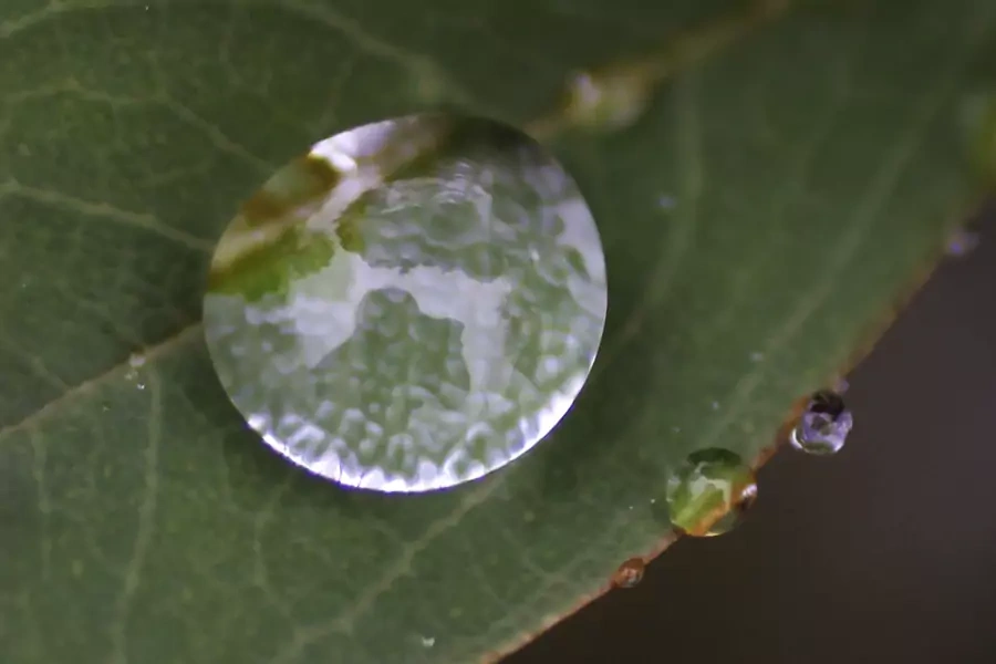 Trees are reflected on a raindrop on a leaf at a park near the venue of the tenth Conference of the Parties to the Convention on Biological Diversity in Nagoya, Japan on October 28, 2010. 
