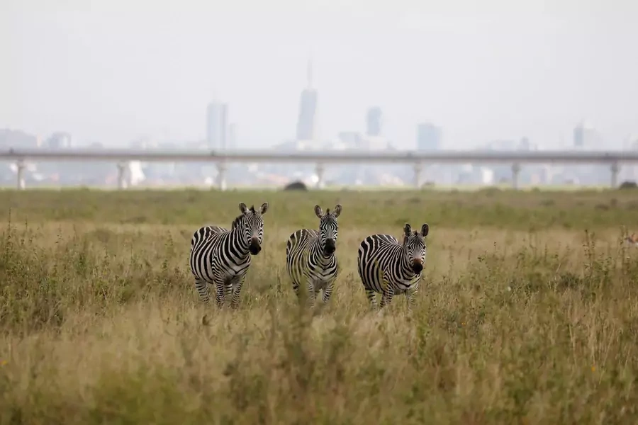 A view of zebras grazing with a bridge of the Standard Gauge Railway (SGR) line in the background, inside the Nairobi National Park in Nairobi, Kenya on June 26, 2020.