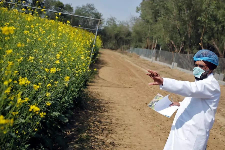 An Indian scientist points to a patch of genetically modified (GM) rapeseed crops under trial in New Delhi, February 13, 2015.
